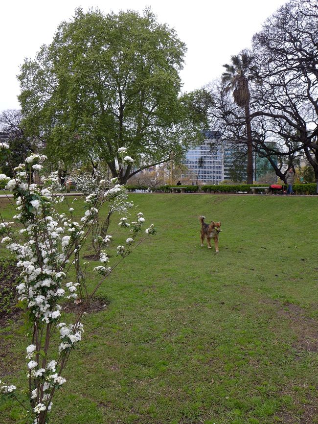 公園で犬を遊ばせる人、飼い主が投げた棒を銜えてくる利口なワンちゃん。