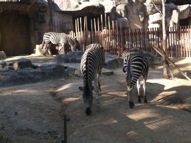 その後は家族と合流しオリニ大公園へ<br /><br />広大な敷地の公園内に無料の動物園が。<br />期待していなかったけど、動物も沢山いて<br />空いていたので大正解。