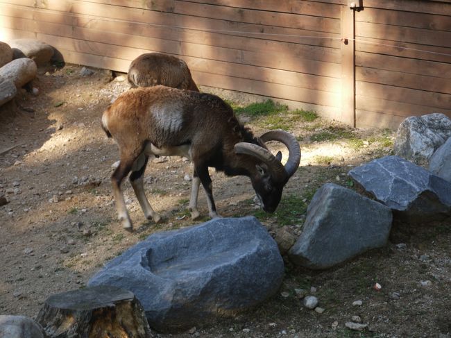 そばの自販機でヤギの餌が売っています。<br /><br />お馴染みの子供達は自宅から野菜を持ってきて<br />ビニール手袋をしてました。