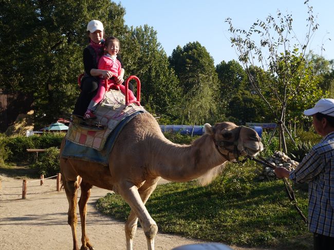 ラクダに乗れるので7-8組が順番待ち。<br />子供に乗ろうと誘ったら拒絶され・・想定済みです。