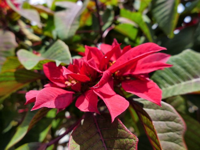 拡大したらこんな花。あ、ポインセチアかも。