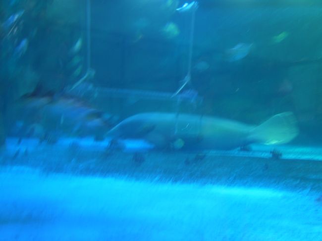 マナティ<br /><br />初めて見た〜