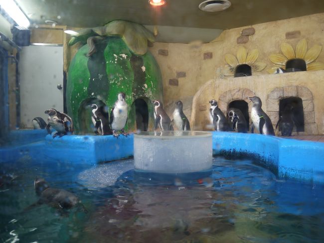 ペンギンもいるよ〜