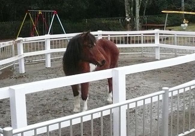 福島:いわき】 馬の温泉 ~ JRA競走馬総合研究所常磐支所 福島:いわき】 馬の温泉 ~ JRA競走馬総合研究所常磐支所