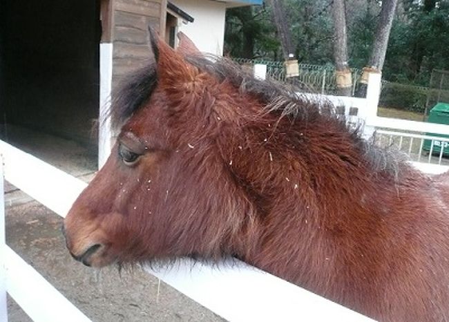福島:いわき】 馬の温泉 ~ JRA競走馬総合研究所常磐支所 福島:いわき】 馬の温泉 ~ JRA競走馬総合研究所常磐支所