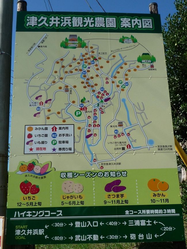 三浦富士から 津久井浜観光農園でみかん狩りのハイキング 横須賀 神奈川県 の旅行記 ブログ By Kabakabachanさん フォートラベル
