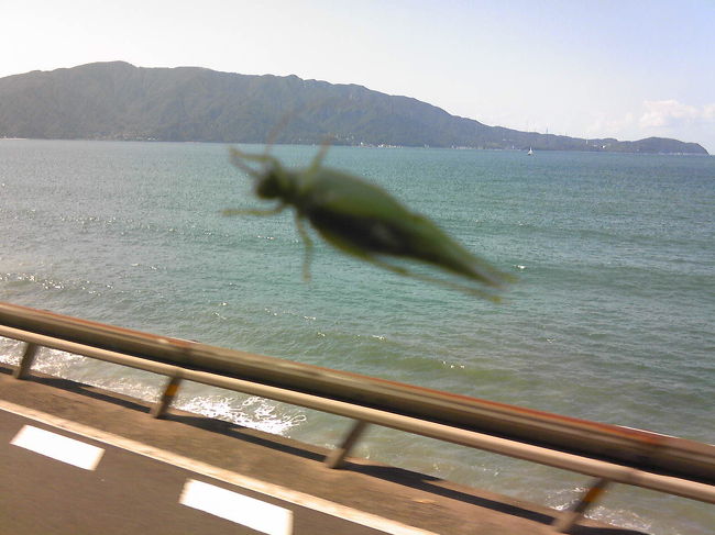 途中、バッタがバスの窓に必死につかまっていました。