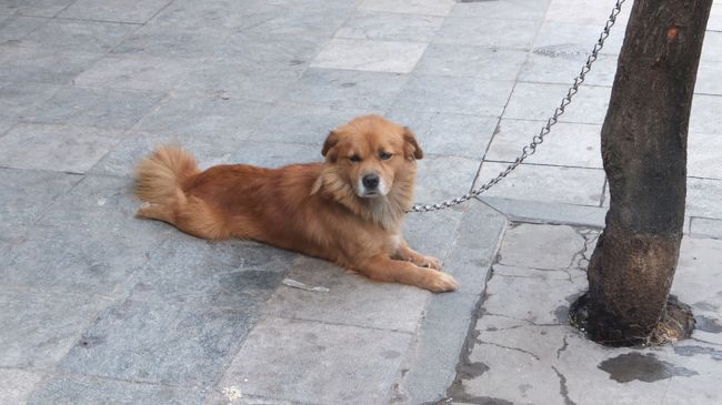 私が見た限り野良犬いませんでした。