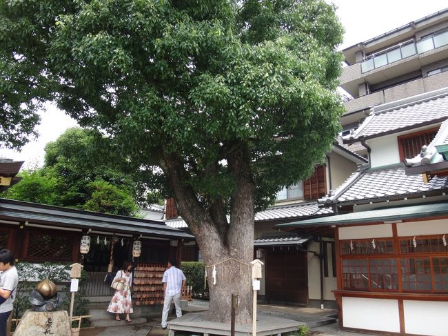 パワーをくれる木です<br />おばさん　恥ずかしげもなく　抱きついちゃいました・・・<br />子供は　あきれてたけど・・・