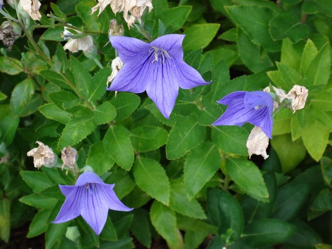清明神社の花　キキョウです<br />お守り買いました<br />これで我が家は厄知らず　　　です！！<br />たのしい　京都でした<br />また　行きたいです（暑くない時に）