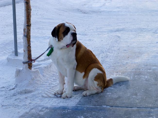 お店の前でご主人を待っています。足冷たくないのかな？