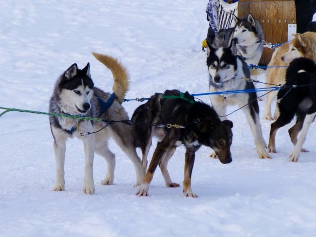 走りたくてたまらない犬たち。