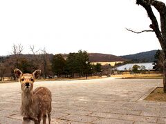 バスで移動し、東大寺にやって来ました。
するとさっそくあちこちに鹿がたくさん。

思いっきりカメラ目線ですね。
