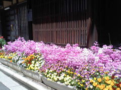 京の町家と春の花々～