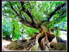 目的地は、お墓です。

お墓の近くには、写真のような迫力のある老木公園もあります。

不思議で厳かな雰囲気が漂っています....。

Recoletas OMBU trees.

The OMBU (Phytolacca Dioica)ia a giant herb.Originally from the Province of corrientes. That was spread the pampas.

って解説には書いてありました...。