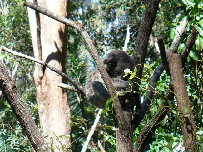 3日目<br /><br />カランビン・ワイルドライフ･サンクチュアリーへ<br /><br />列に並んでコアラを抱っこして記念撮影。<br />撮ってもらった写真を購入。<br />10人に1人はコアラを抱っこしているときにおしっこされるそうで<br />見ていると若い男の子が記念撮影中にやられてた・・<br />撮影終了後、「くさい〜」と行って洗面所に走っていきました。<br />あぁ、被害に遭わず良かった。<br /><br />木に登ったコアラは眠ってました。