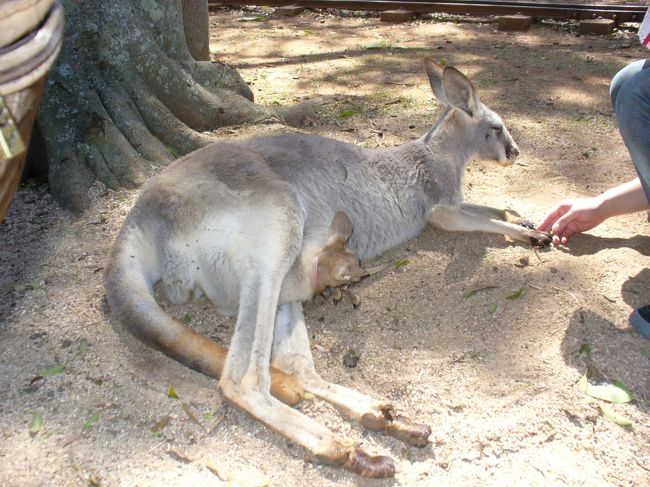 放し飼いのカンガルーも大量にいます。<br /><br />慣れているのか人が近づいても平気。