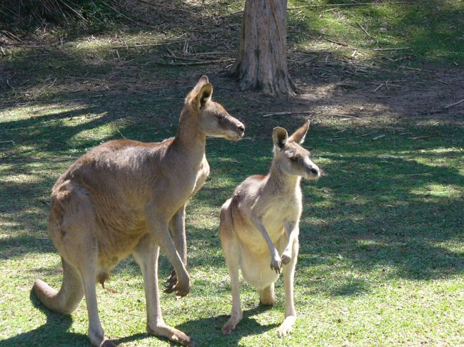 動物を見た後はサーファーズパラダイスへ