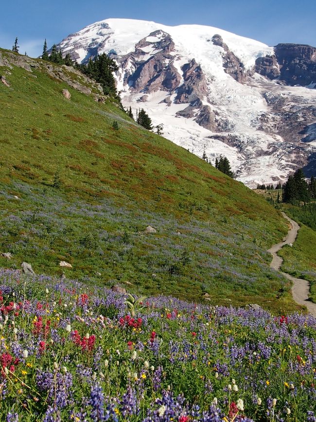 ルピナスやペイントブラシが咲き乱れ夢のよう!