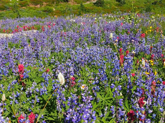 紫のルピナス、赤いペイントブラシ、白いAmerican Bistort