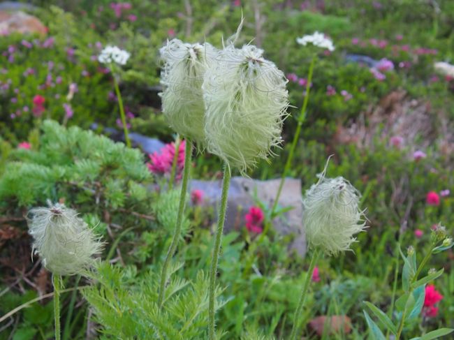 Pasqueflower Seedhead(別名:ウエスタンアネモネ)