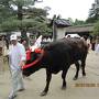 フリー京都7日間　ずいき祭り