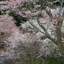 201004_03-桜を見に奈良・京都へ Cherryblossoms in Yoshino / Nara