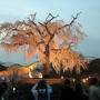 201004_04-桜を見に奈良・京都へ-Cherryblossom in Kyoto