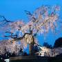 201004_04-桜を見に奈良・京都へ-Cherryblossom in Kyoto