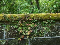 旧亀井邸があったので、結局、今通ってきた参道は、東参道（裏坂/女坂）でしたね〜〜。

七曲坂の入口はどこだったんだろう？

旧亀井邸についての旅行記はこちらです。
↓
http://4travel.jp/traveler/ahiru12345/album/10820847/