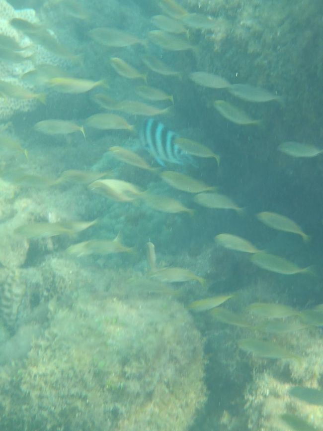 すぐにたくさんの魚に会えます！