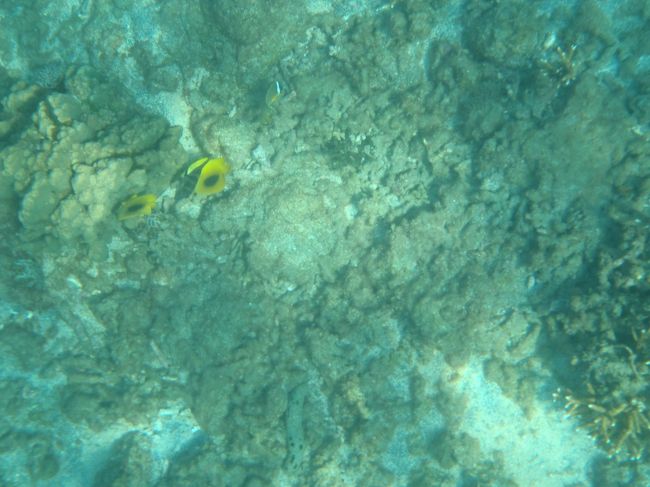 足は届きませんが、遠浅なので海底まで見えます。