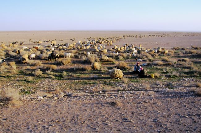 羊の放牧光景です。荒涼とした高原にも、ラクダが食するラクダ草以外にも、羊が食する草があるようでした。丸々と太った羊の中に、馬や羊飼いの姿がありました。