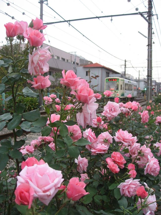 １３ 都電荒川線 秋バラさんぽ ハロウィン号 善養寺 荒川車庫前 三ノ輪橋沿線のバラ 東京の旅行記 ブログ By たーさん フォートラベル