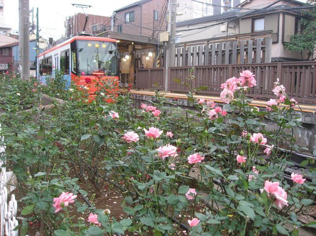 13 都電荒川線 秋バラさんぽ ハロウィン号 善養寺 荒川車庫前 三ノ輪橋沿線のバラ 東京の旅行記 ブログ By たーさん フォートラベル 13 都電荒川線 秋バラさんぽ ハロウィン号 善養寺 荒川車庫前 三ノ輪橋沿線のバラ 東京の旅行記 ブログ By たーさん フォートラベル