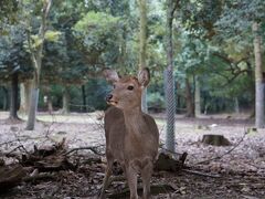 続いて、春日大社へ

初鹿。