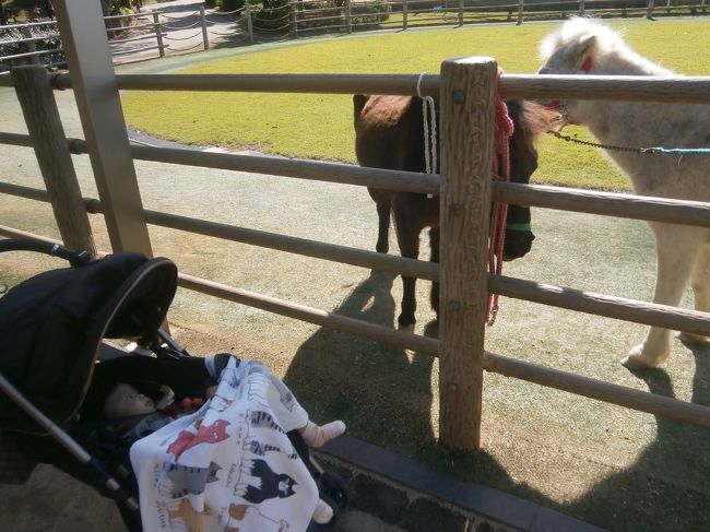 白馬がかわいい