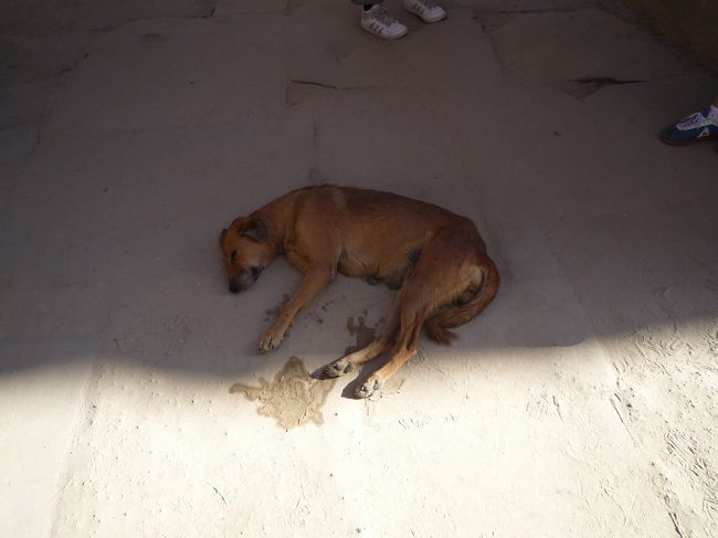 ワンちゃんも暑さにやられお休み中