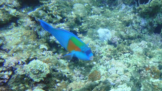 潜ったらやはり面白いです。