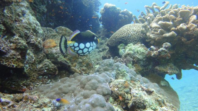 しばらく観察していたけど行っちゃった。