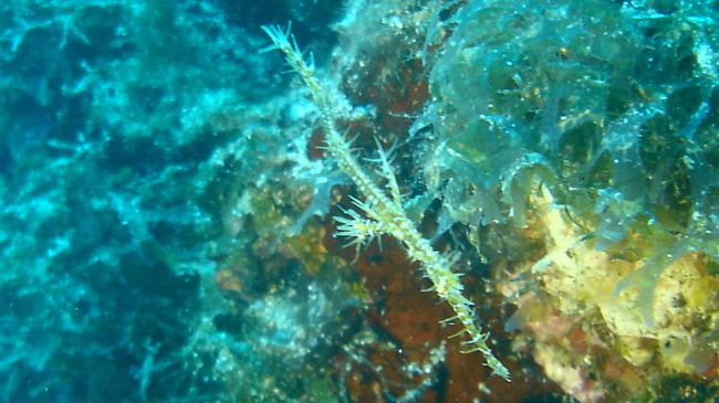 海以外の写真を撮り忘れました。<br />おわり