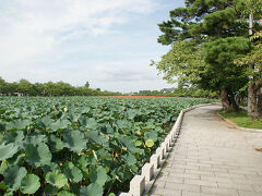 ●一面の蓮！＠高田公園

今年は、蓮好いているかも(笑)
岩国でも、妙高のいもり池でも見たな…。
蓮のある景色を楽しみながら、自転車をこいでいました。