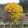 大湯道路と千秋サンラインの紅葉を巡る旅