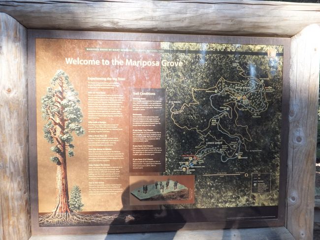 １７:１５頃　マリポサグロープ到着。<br />１時間程、巨木のセコイアの森を歩きます。　<br /><br />空気がとても美味しく、静かで、涼しく、東京とは大違いです。