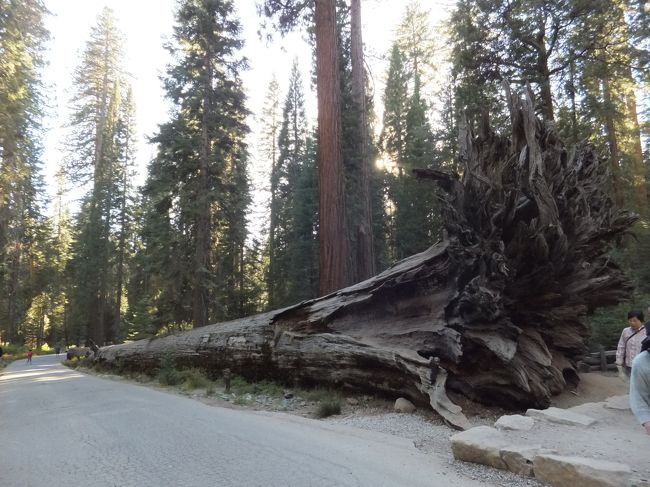 セコイアの樹皮はとても耐火性があるので、倒れた後もこのように腐らずに残っているそうです。<br />