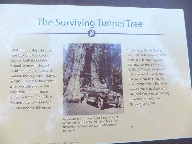 昔あった車が通れるほどのトンネルツリー<br />１９６８年、６９年の落雷と大雪で倒れてしまったそうです。