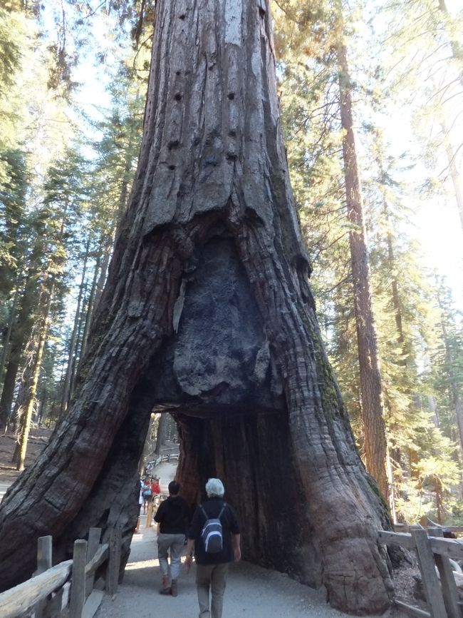 カリフォルニア・トンネルツリー<br />観光用に１８９５年に穴が開けれたそうです。