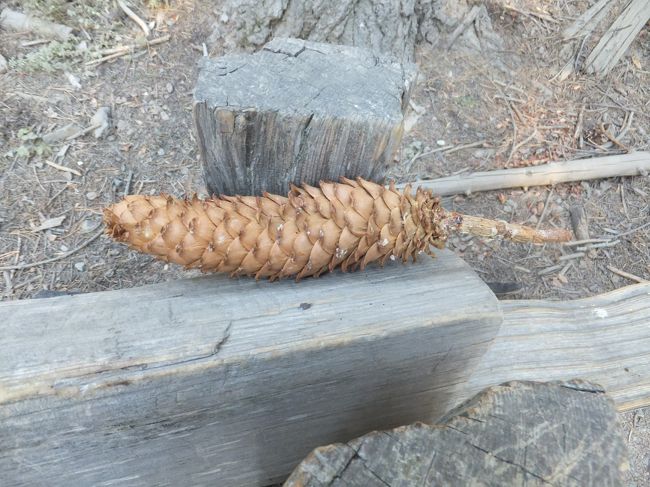 上の茶色い所が松ぼっくりのようです。<br />落ちていたのが、こんな感じでした。<br />これは大きいバナナくらいでした。