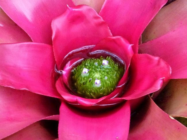 マリオットにも南国らしい植物がいっぱい！