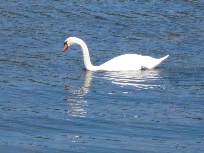 9/13　山中湖一周ライド<br /><br />白鳥。<br /><br />一羽だけでなく、たくさんいました。<br />波も穏やかで、良い湖ですね。<br />